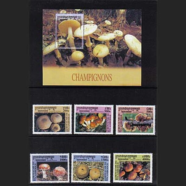 _vyr_607uby-ambodza-2001