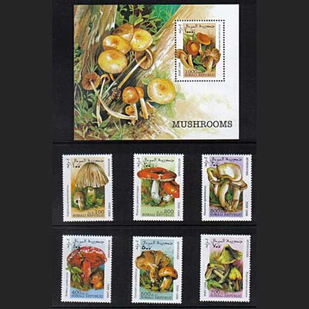 _vyr_687huby-somalsko-1998