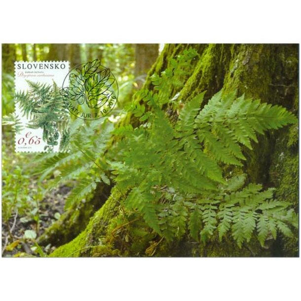 paprad-ostnata