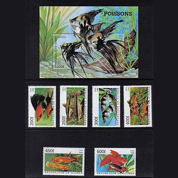 _vyr_708ryby-guinea-1998