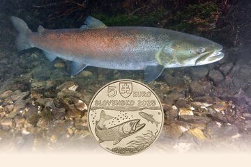 5 EURO Slovakia 2025 - Danube Salmon