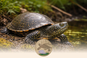 5 EURO Slovakia 2026 - Marsh Turtle