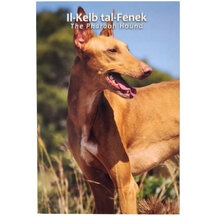 2 EURO Malta 2026 - Pharaoh Hound