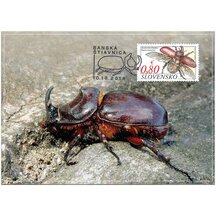 Carte maximum 2014 - Common Rhinoceros Beetle