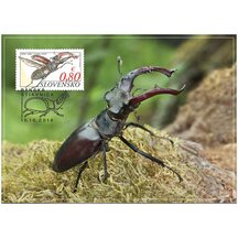 Carte maximum 2014 - Great Capricorn Beetle