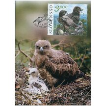 Carte maximum 2024 - Short-toed Snake Eagle